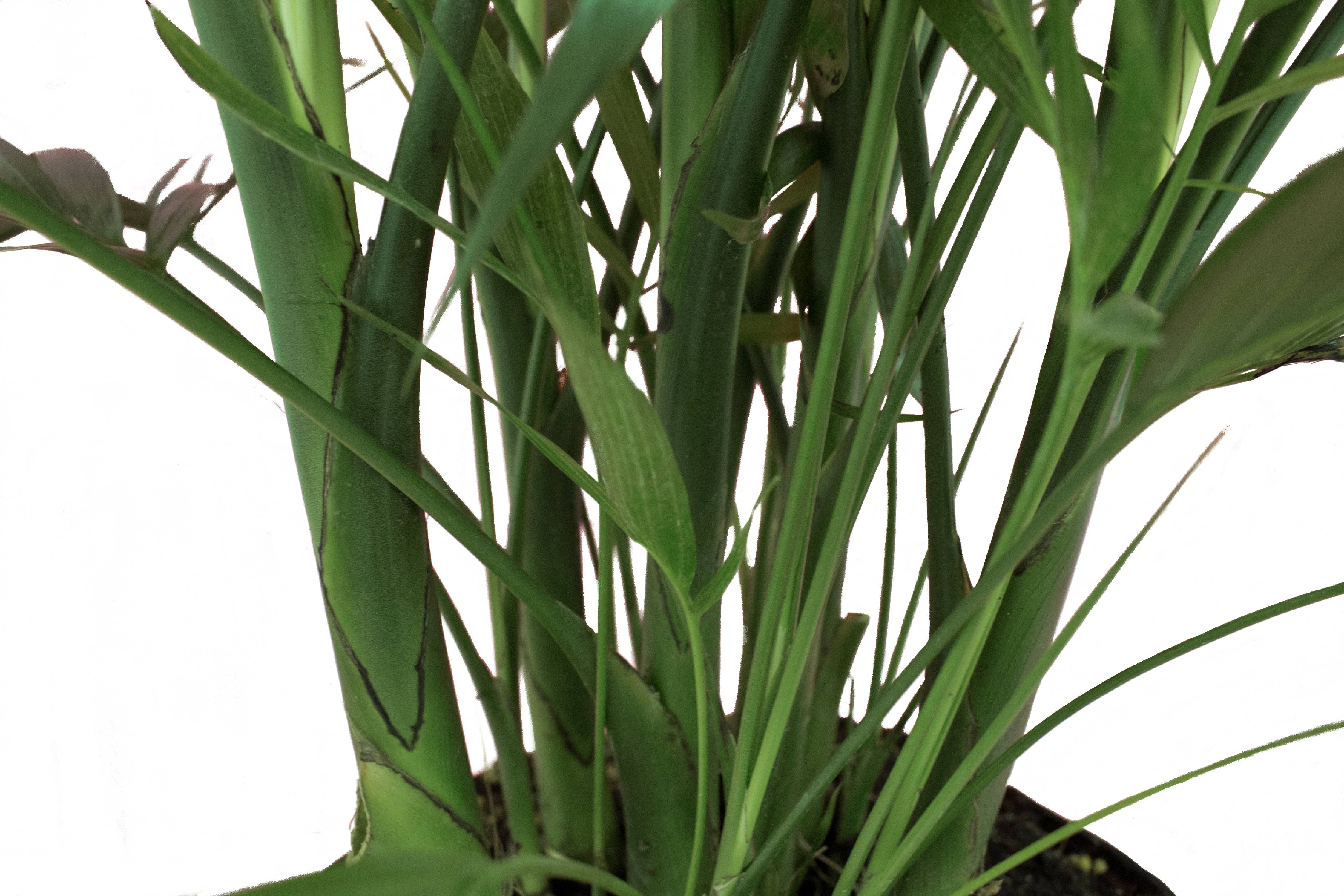 Live 3-Feet Cat Palm  Easy to Grow House Plant, in 10-inch Grower Pot