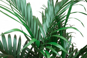 Live 3-Feet Cat Palm  Easy to Grow House Plant, in 10-inch Grower Pot