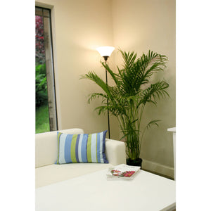 Live 3-Feet Cat Palm  Easy to Grow House Plant, in 10-inch Grower Pot