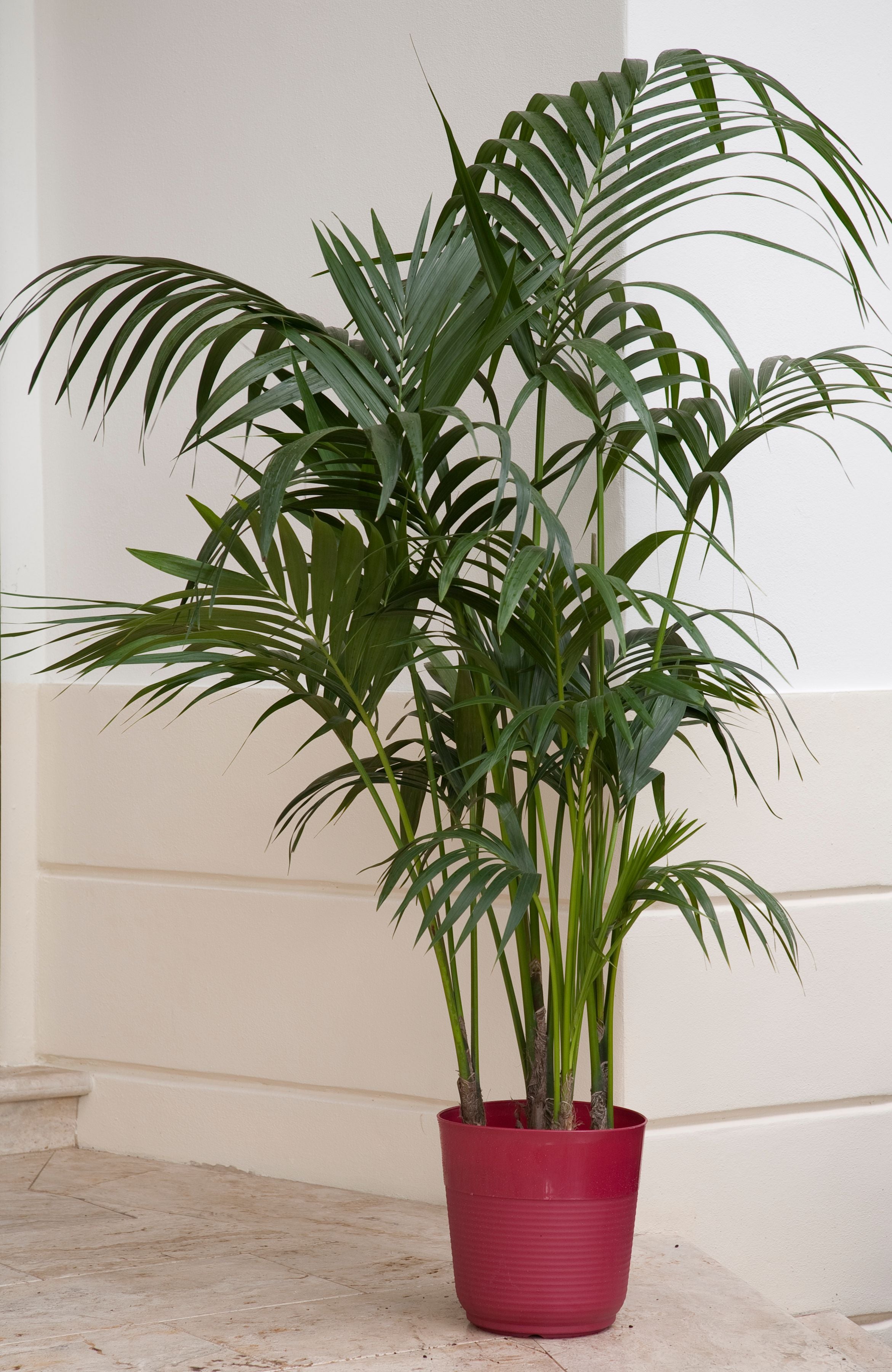 Live 3-Feet Cat Palm  Easy to Grow House Plant, in 10-inch Grower Pot