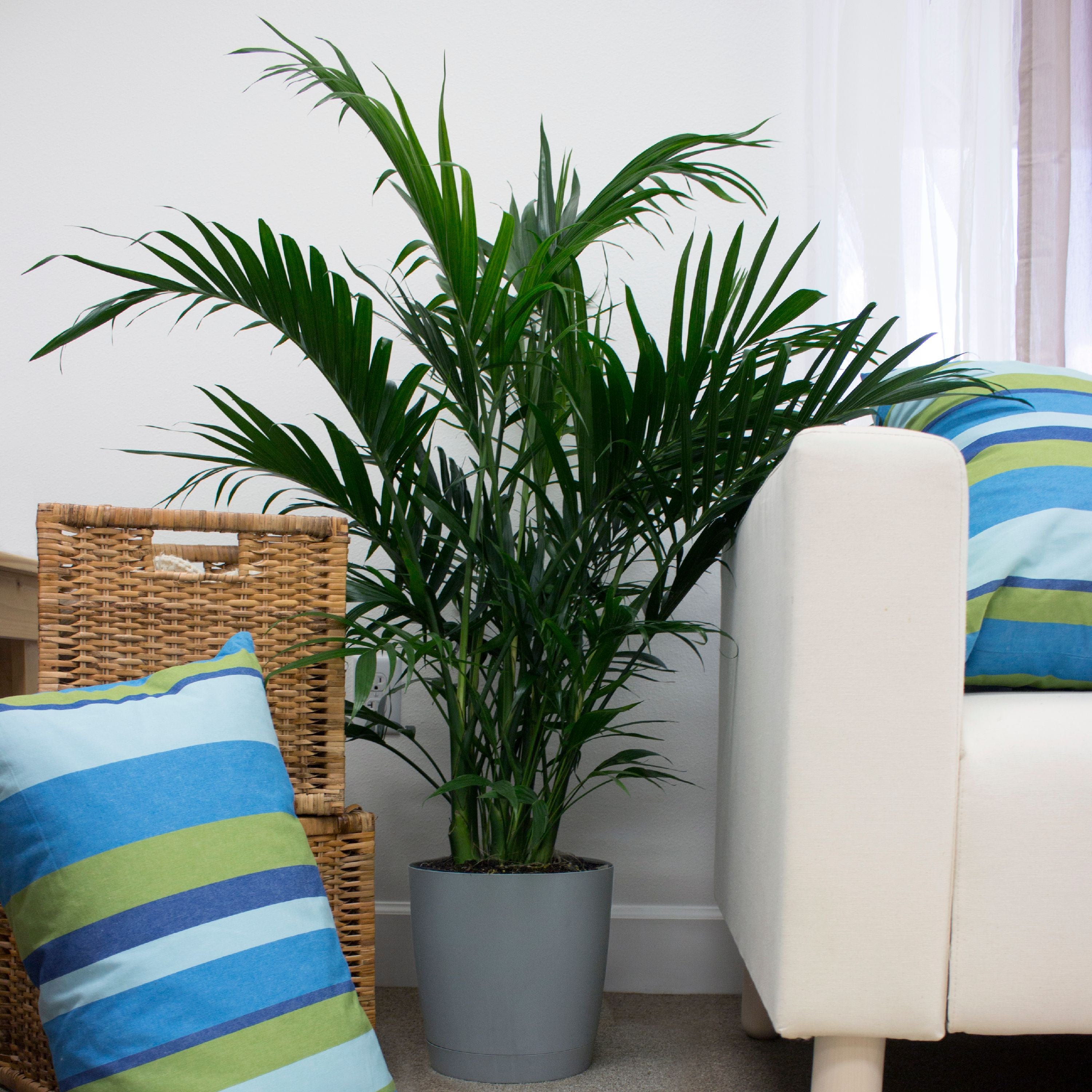 Live 3-Feet Cat Palm  Easy to Grow House Plant, in 10-inch Grower Pot