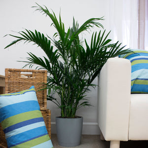 Live 3-Feet Cat Palm  Easy to Grow House Plant, in 10-inch Grower Pot