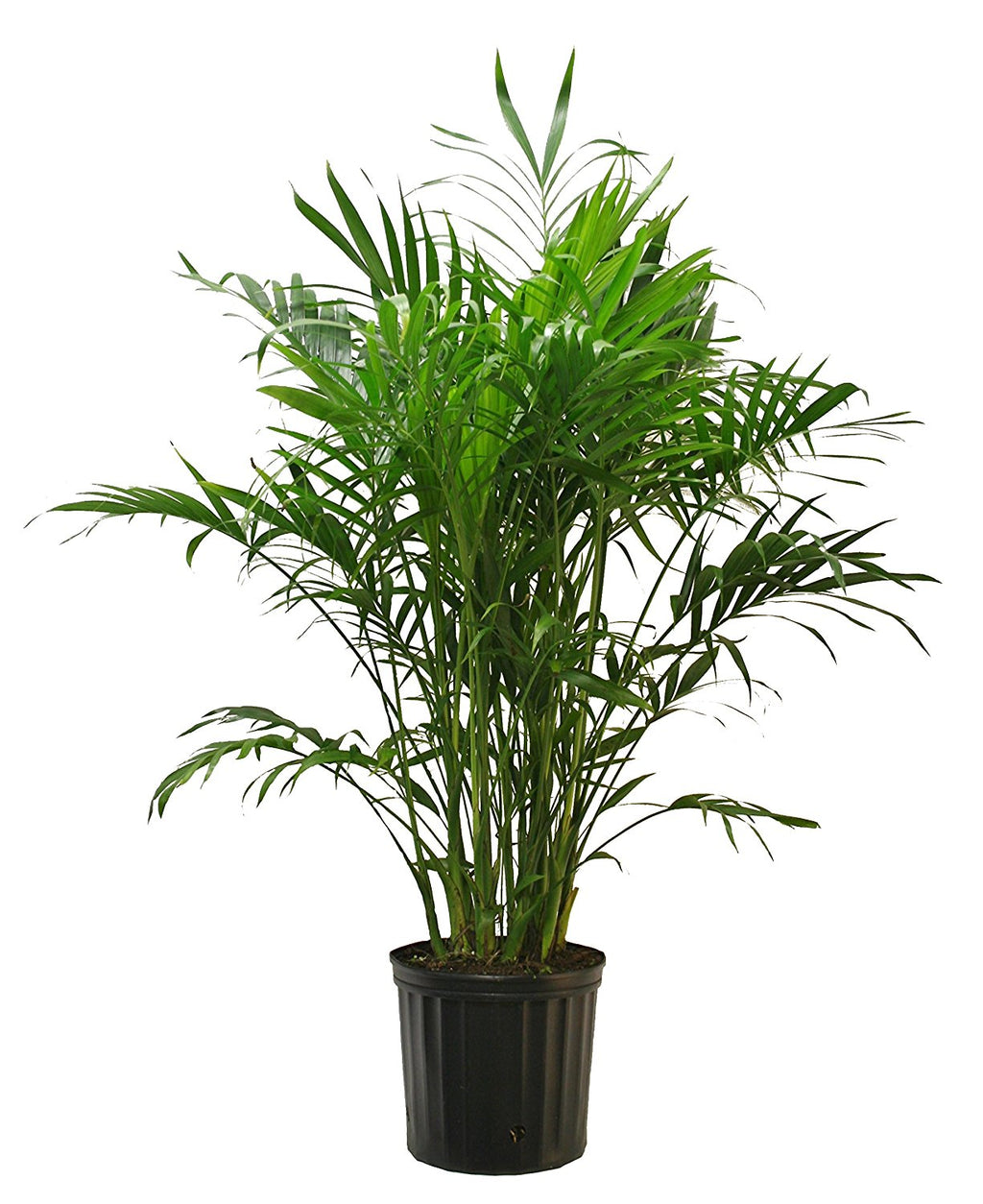 Live 3-Feet Cat Palm  Easy to Grow House Plant, in 10-inch Grower Pot