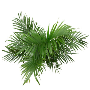 Live 3-Feet Cat Palm  Easy to Grow House Plant, in 10-inch Grower Pot